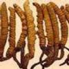  Cordyceps Sinensis P.E.